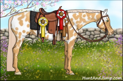 Horse Color:Gold Cream Champagne Appaloosa 