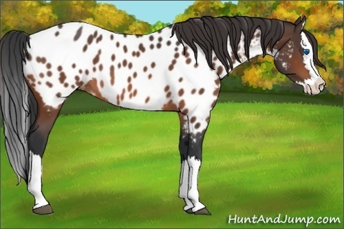 Horse Color:Bay Sabino Splash Appaloosa 