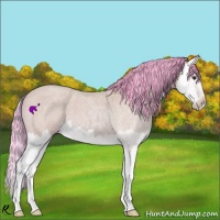 Horse Color:Watercolor Bay Roan Splash