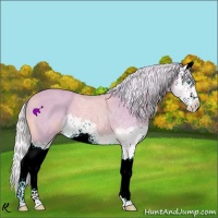 Horse Color:Watercolor Cremello Splash 