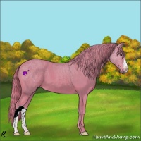 Horse Color:Watercolor Chestnut