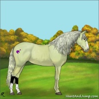 Horse Color:Watercolor Palomino 