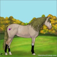 Horse Color:Watercolor Red Dun 