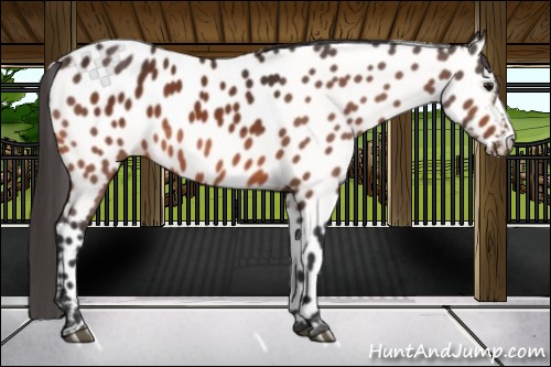 Horse Color:Bay Appaloosa 