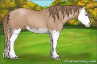 Horse Color:Black Pearl Splash Appaloosa 