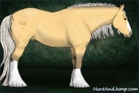 Horse Color:Silver Buckskin 