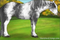 Horse Color:White Spotted Black Rabicano 