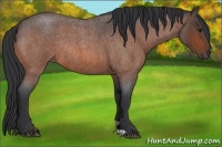 Horse Color:Bay Roan Rabicano