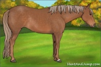 Horse Color:Chestnut Rabicano 