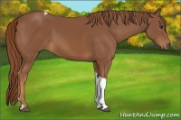 Horse Color:Chestnut Tobiano