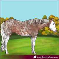 Horse Color:Silver Bay Ice Splash