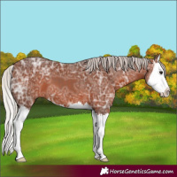 Horse Color:Silver Bay Ice Splash 