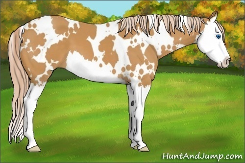 Horse Color:White Spotted Palomino Splash 