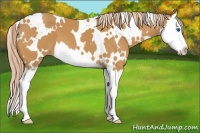Horse Color:White Spotted Palomino Splash