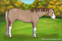 Horse Color:Red Dun Splash 