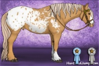 Horse Color:Palomino Appaloosa