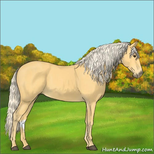 Horse Color:Palomino 