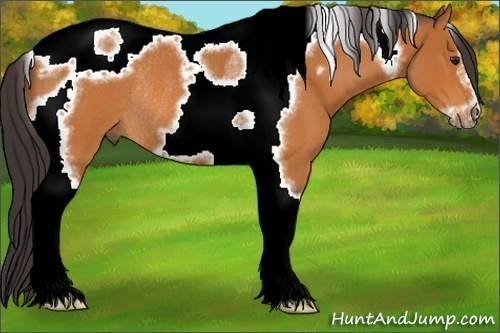 Horse Color:Buckskin Roan Tobiano Frame Rabicano 