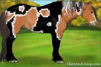 Horse Color:Buckskin Roan Tobiano Frame Rabicano 