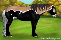 Horse Color:Bay Roan Splash Frame 