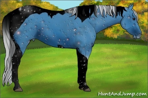 Horse Color:ERROR: UNKNOWN ANOMALY