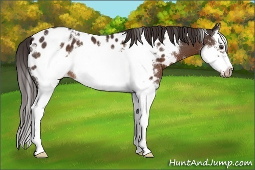 Horse Color:White Spotted Liver Chestnut Splash Frame Appaloosa 