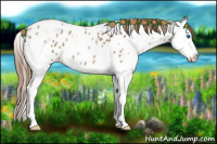 Horse Color:White Spotted Liver Chestnut Pearl Splash Appaloosa 