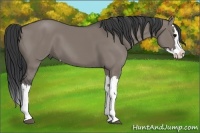 Horse Color:Grullo Splash
