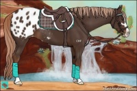 Horse Color:Liver Chestnut Sabino Appaloosa 