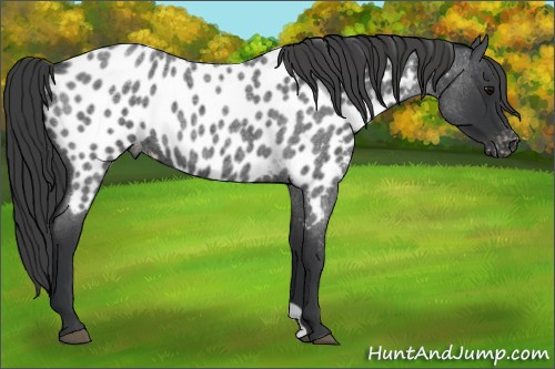 Horse Color:Blue Roan Appaloosa