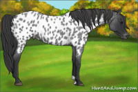 Horse Color:Blue Roan Appaloosa