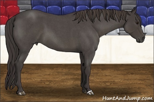Horse Color:Smoky Blue Roan 