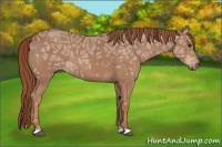 Horse Color:Chestnut Ice 