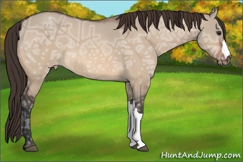 Horse Color:Bay Ice Roan Dun Appaloosa