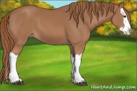 Horse Color:Chestnut Splash Appaloosa 