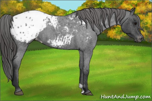 Horse Color:Blue Roan Blanket 