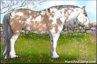 Horse Color:Bay Dun Sabino