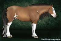 Horse Color:Gray Amber Champagne Sabino Splash 