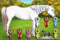 Horse Color:Grullo Roan Varnish