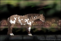 Horse Color:White Spotted Liver Red Dun 