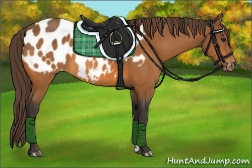 Horse Color:Buckskin Blanket