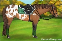 Horse Color:Buckskin Blanket