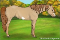 Horse Color:Red Dun Frame 