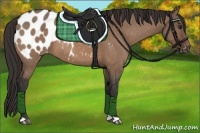 Horse Color:Brown Dun Appaloosa 