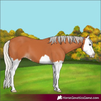 Horse Color:Silver Bay Splash 
