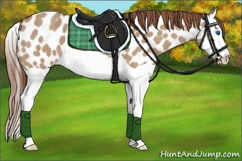 Horse Color:Red Dun Splash Appaloosa 