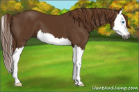 Horse Color:Gray Chestnut Splash 