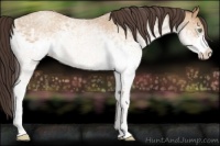 Horse Color:White Spotted Sable Cream Champagne Roan Rabicano