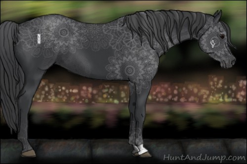 Horse Color:Black 