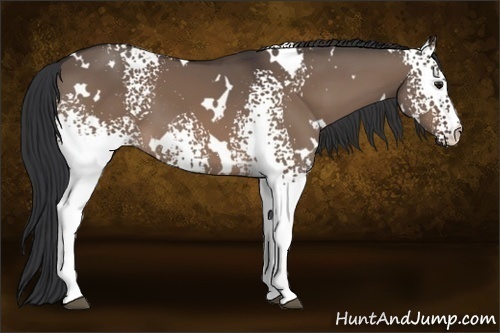 Horse Color:White Spotted Brown Dun 